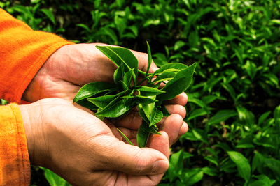 Del árbol a la taza: los pasos para elaborar el té 